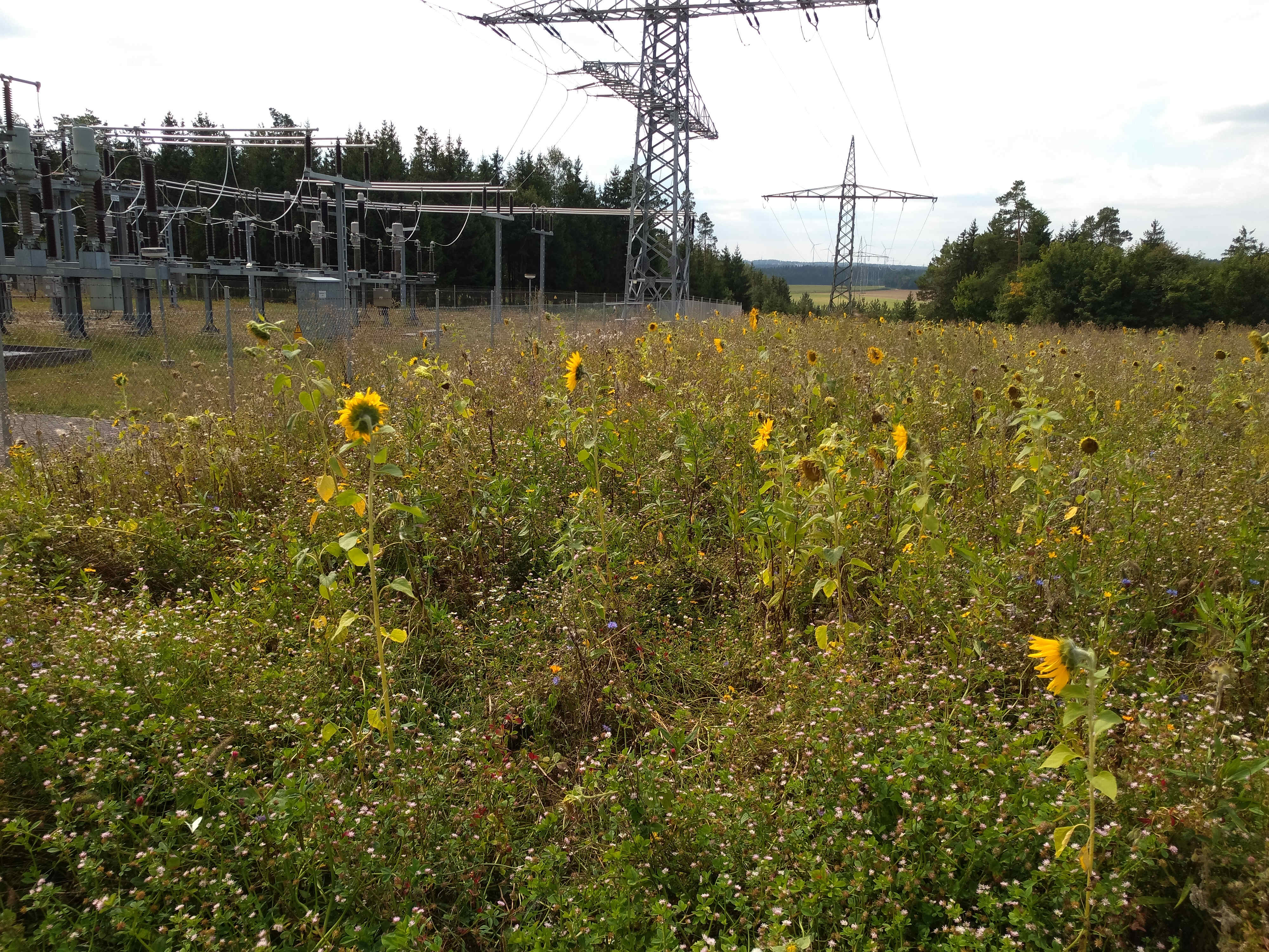 Blumenwiese und Freileitung