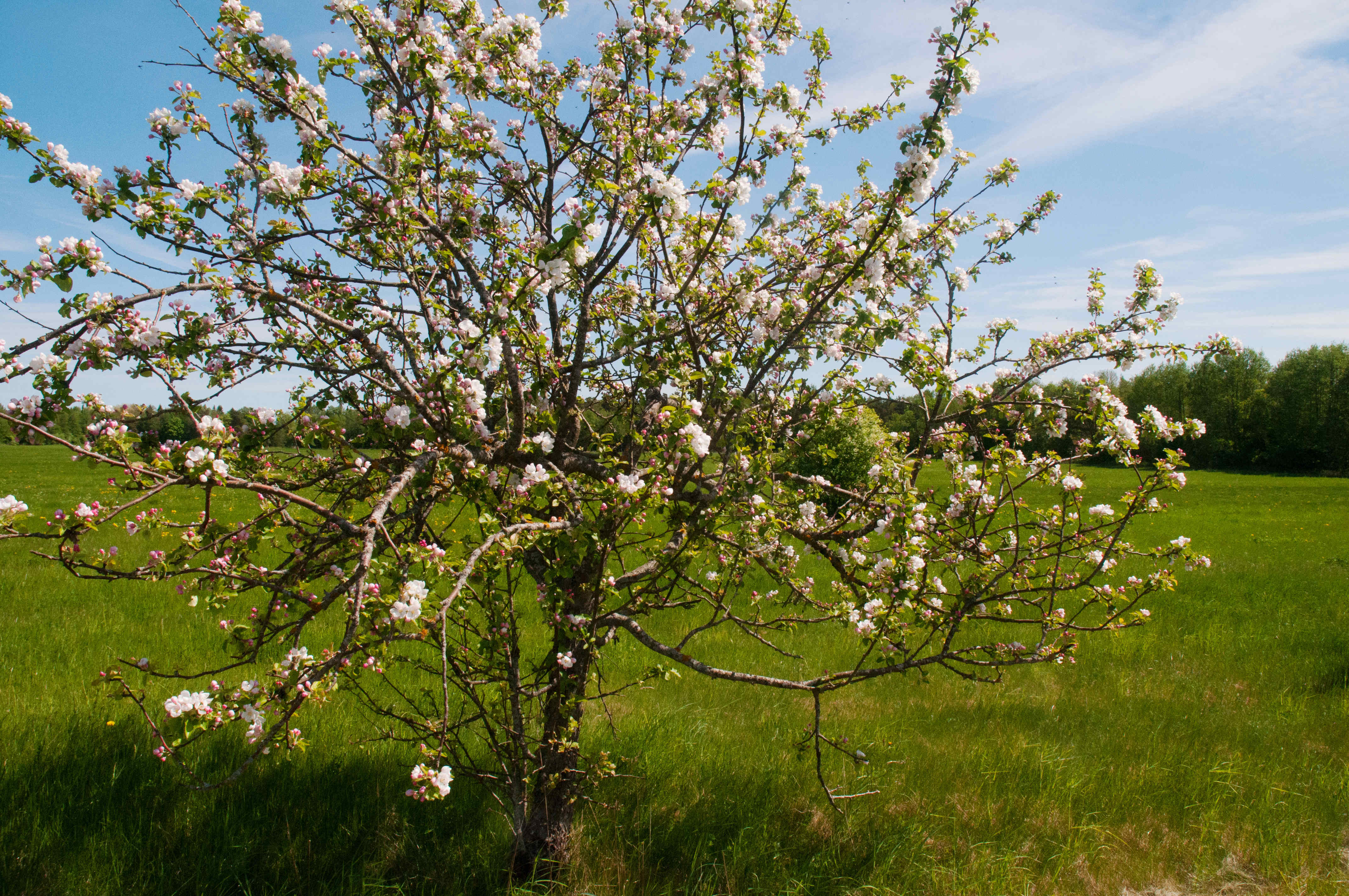 Wildkirschbaum