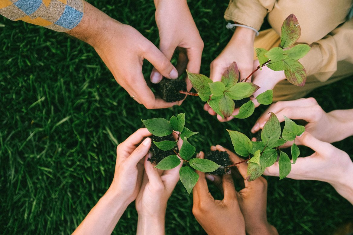 Hände halten Baumsetzlinge